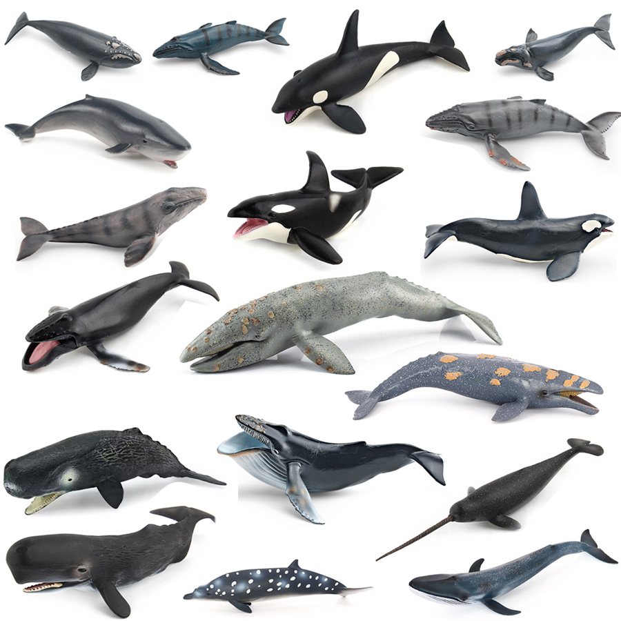Kids Education Picture - Modelos Realistas de Animais Marinhos: Baleia-Cavaleiro,