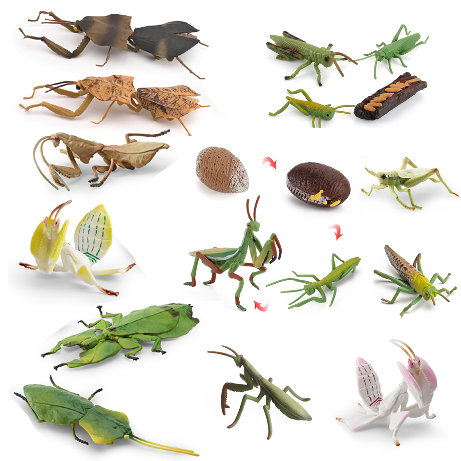 Kids Education Picture - Modelo Realista de Mantis Orquídea, Mantis