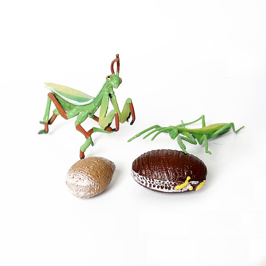 Modelo Realista de Mantis Orqu - Kids Education Picture avaliação e preço
